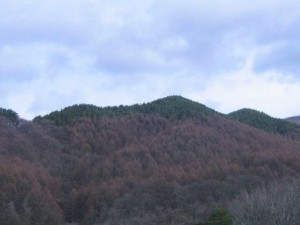 写真1