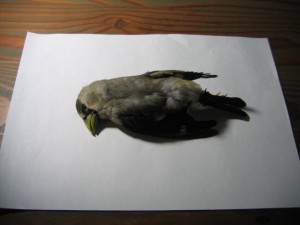 動かなくなったイカル