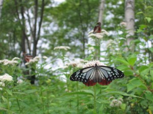ヨツバヒヨドリに訪花するアサギマダラ