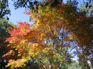 紅葉の様子