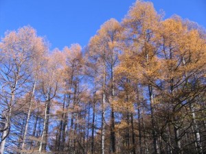 カラマツの黄葉