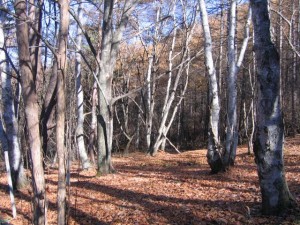 落葉が進み、森の中が明るくなってきました