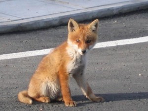 人になれたキツネ