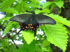 ミヤマカラスアゲハ