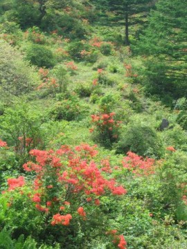 地蔵峠付近の開花の様子