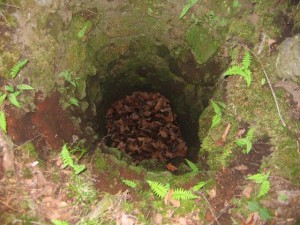 溶岩樹型を上から見た様子