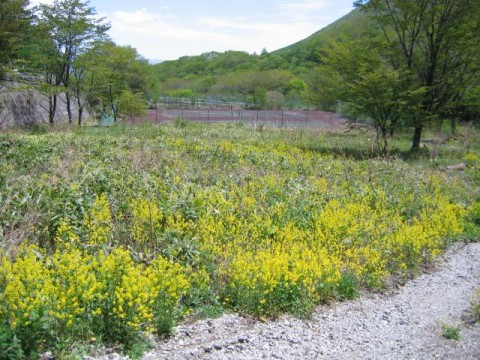 伐採地に繁茂するハルザキヤマガラシ