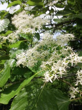 ミズキの花　大木ですが手の届く木を見つけて見て下さい