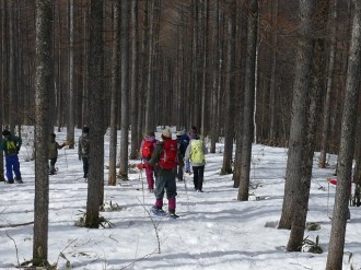並木道のようなカラマツ林