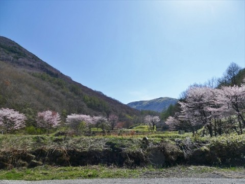 鹿沢にも春が来ました
