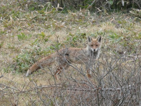 湯の丸高原に現れたホンドギツネ