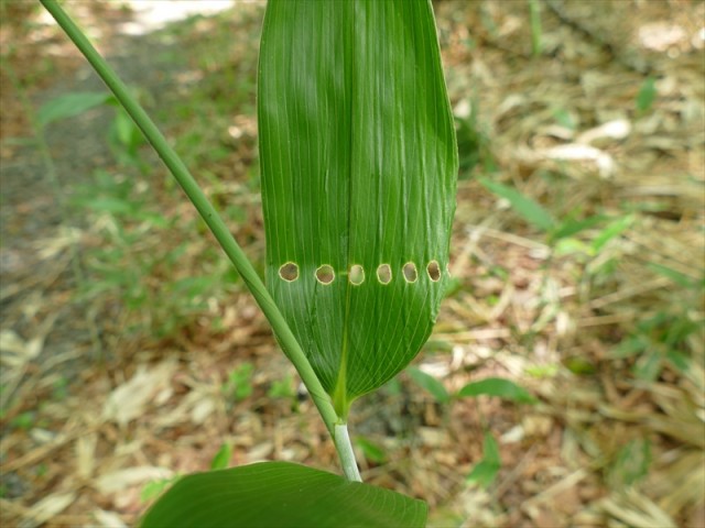 丸い穴が模様のように並んでいます