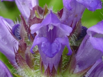 ウツボグサの唇形花