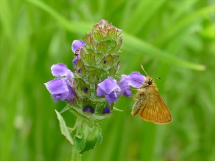ウツボクサに吸蜜するヒメキマダラセセリ