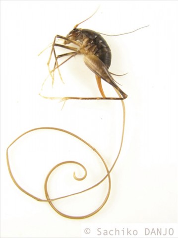 カマドウマに寄生するハリガネムシ(写真:檀上幸子)