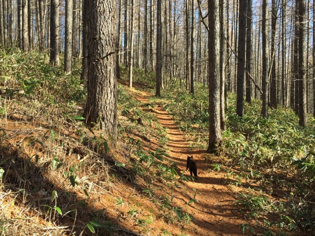 村上山に登る猫
