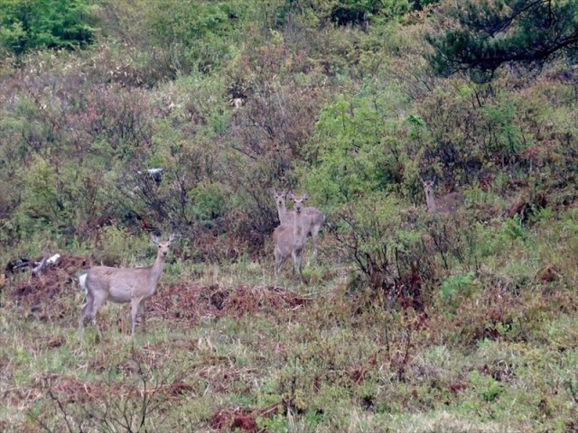 湯の丸高原に現れたニホンジカの群れ