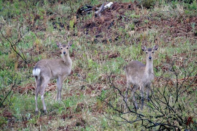 湯の丸高原に現れたニホンジカの群れ(2)