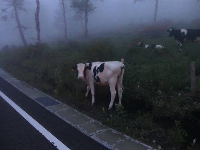 脱柵した牛
