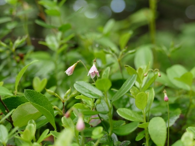 別名はメオトバナ(夫婦花)
