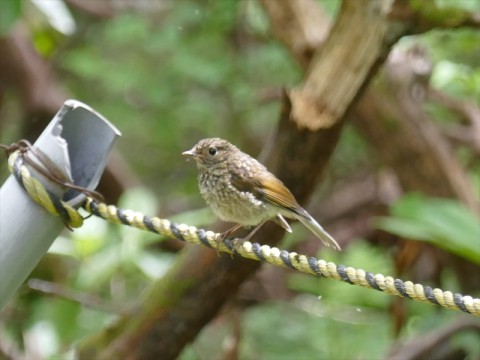 ルリビタキの幼鳥