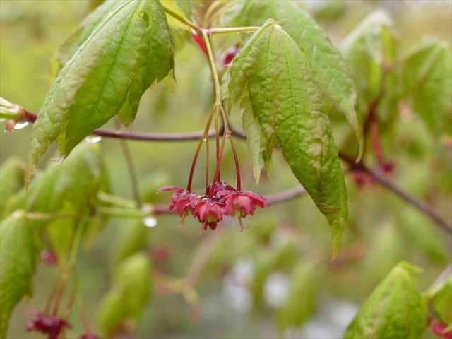 ハウチワカエデの花
