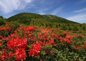 湯の丸高原のレンゲツツジ群落